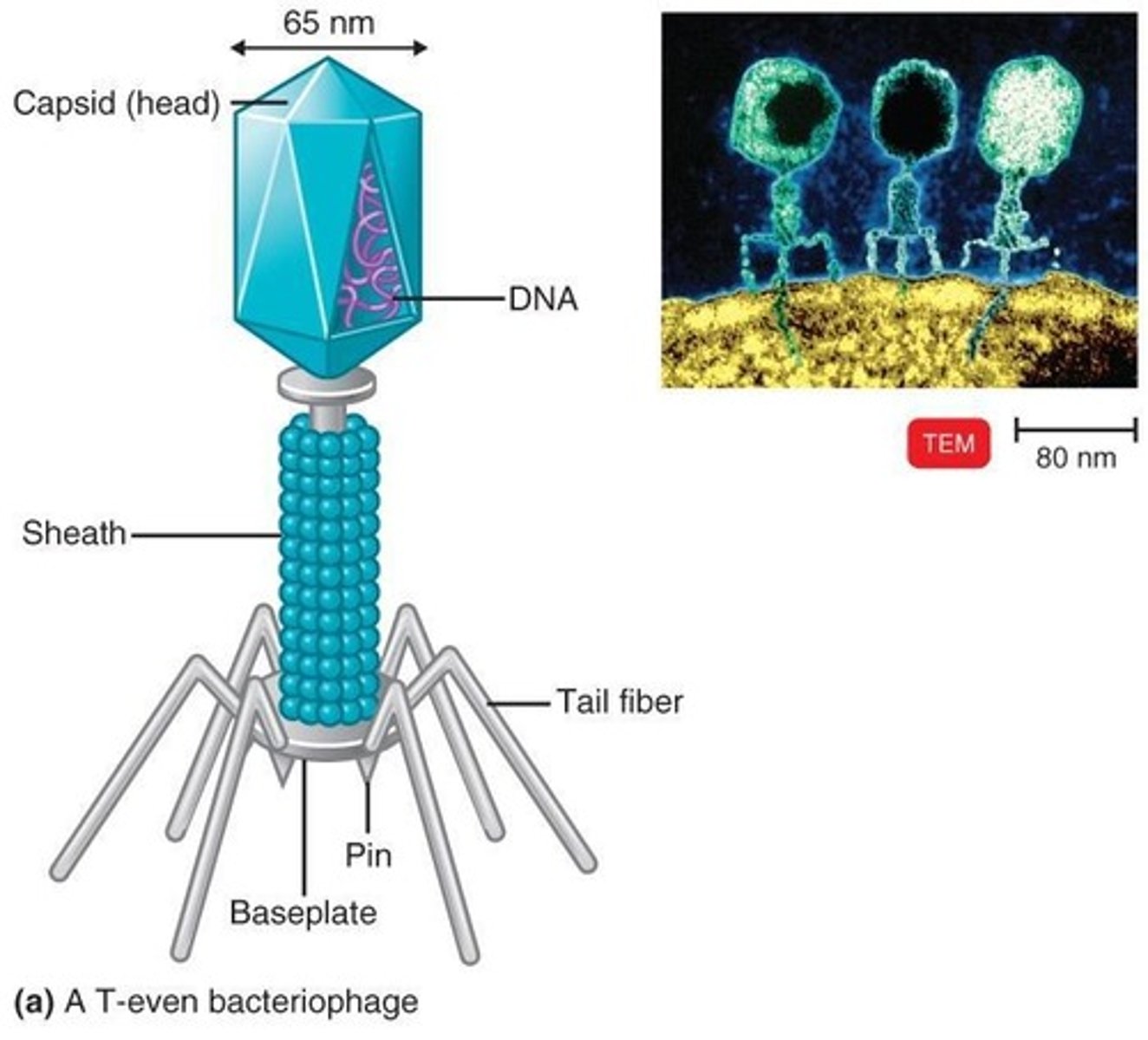 <p>Viruses with complicated structures, such as bacteriophages.</p>