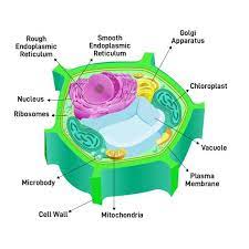 <p>what type of cell is this</p>