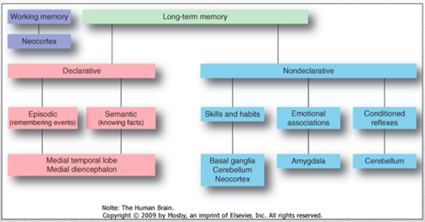 <p>a system of complex information broken down into broad concepts and further subdivided into categories and subcategories</p>