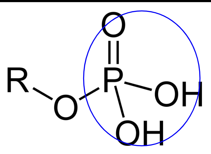 PO
critical in binding to other groups and saving energy in the chemical bonds formed 
critical in the structure of ATP 