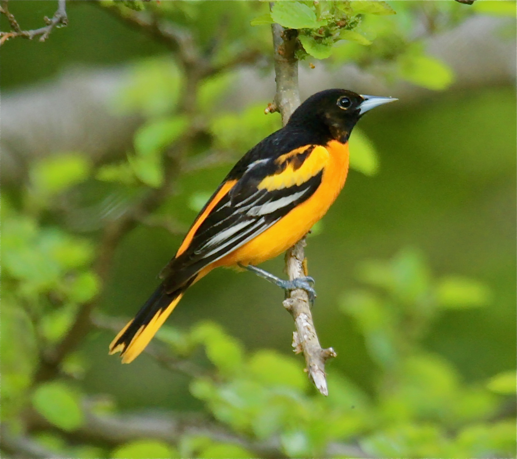 <p><span>Oriole</span></p>