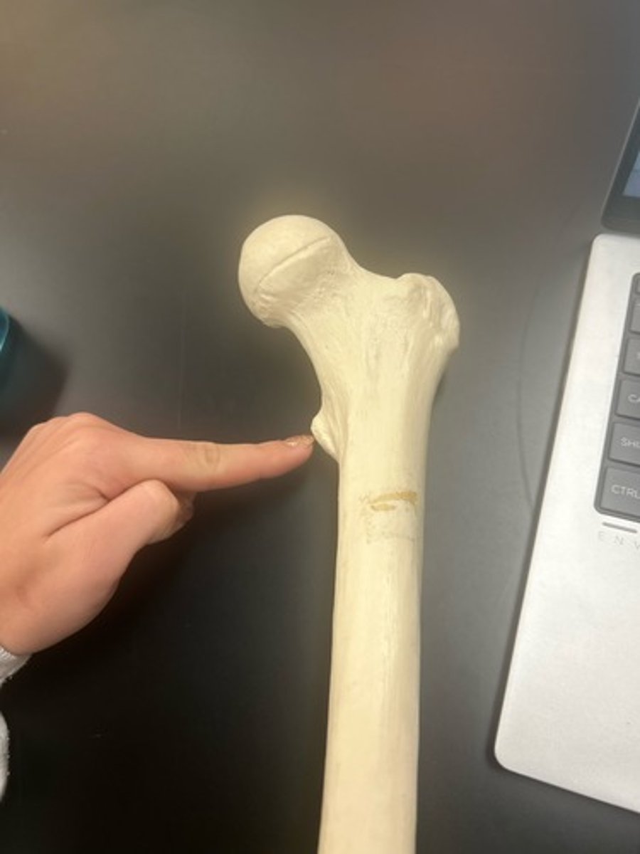 <p>name the bone</p>