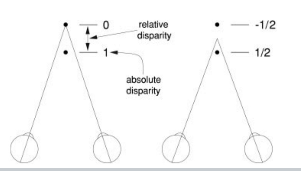 <p><span>The difference in absolute disparities of two elements in the visual scene</span></p>