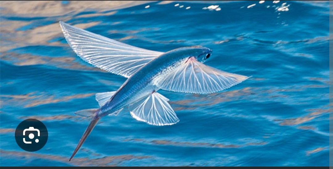 <p class="has-focus">Exocoetidae family</p><p class="has-focus">Primarily feed on zooplankton,</p><p class="has-focus">elongated, cylindrical body, a short, blunt snout, and a deeply forked caudal fin with a much longer lower lobe; incredibly large wing-like pectoral fins, smaller anal and dorsal fins sit further back on body</p>