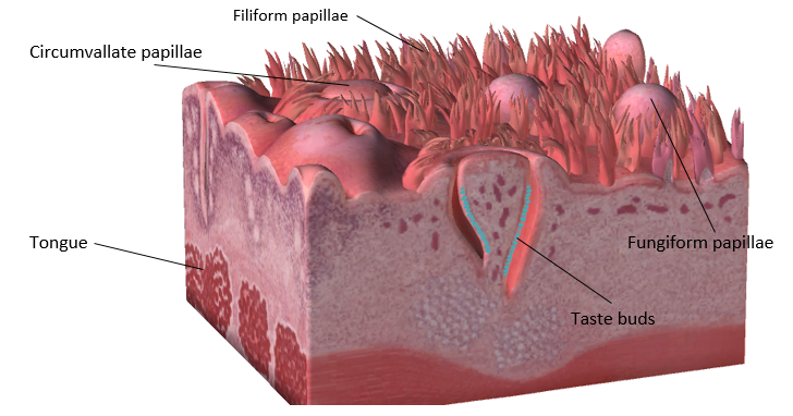 gustatory hair  