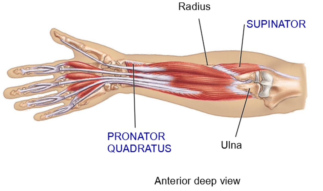 <p>Muscles involved in <strong>Supination - Structure + Movement</strong></p>