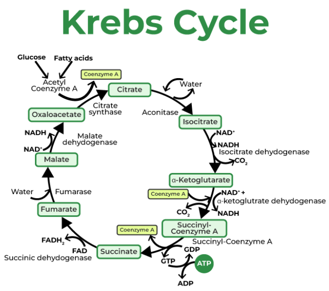 <table style="min-width: 25px;"><colgroup><col style="min-width: 25px;"></colgroup><tbody><tr><td colspan="1" rowspan="1" style="padding: 0.75pt;"><p class="MsoNormal"><span><span>Krebs (Citric Acid) Cycle</span></span></p></td></tr></tbody></table><p></p>
