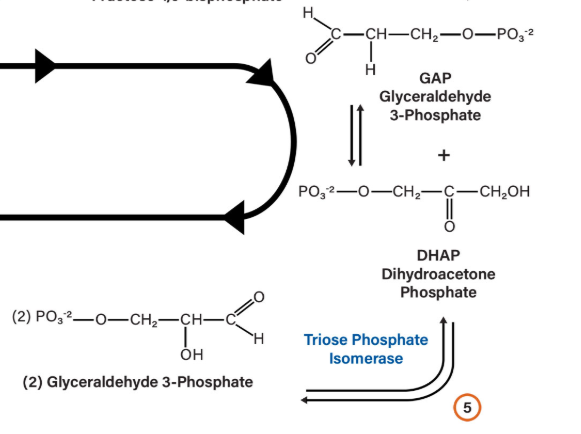 <p>Reaction 5</p>
