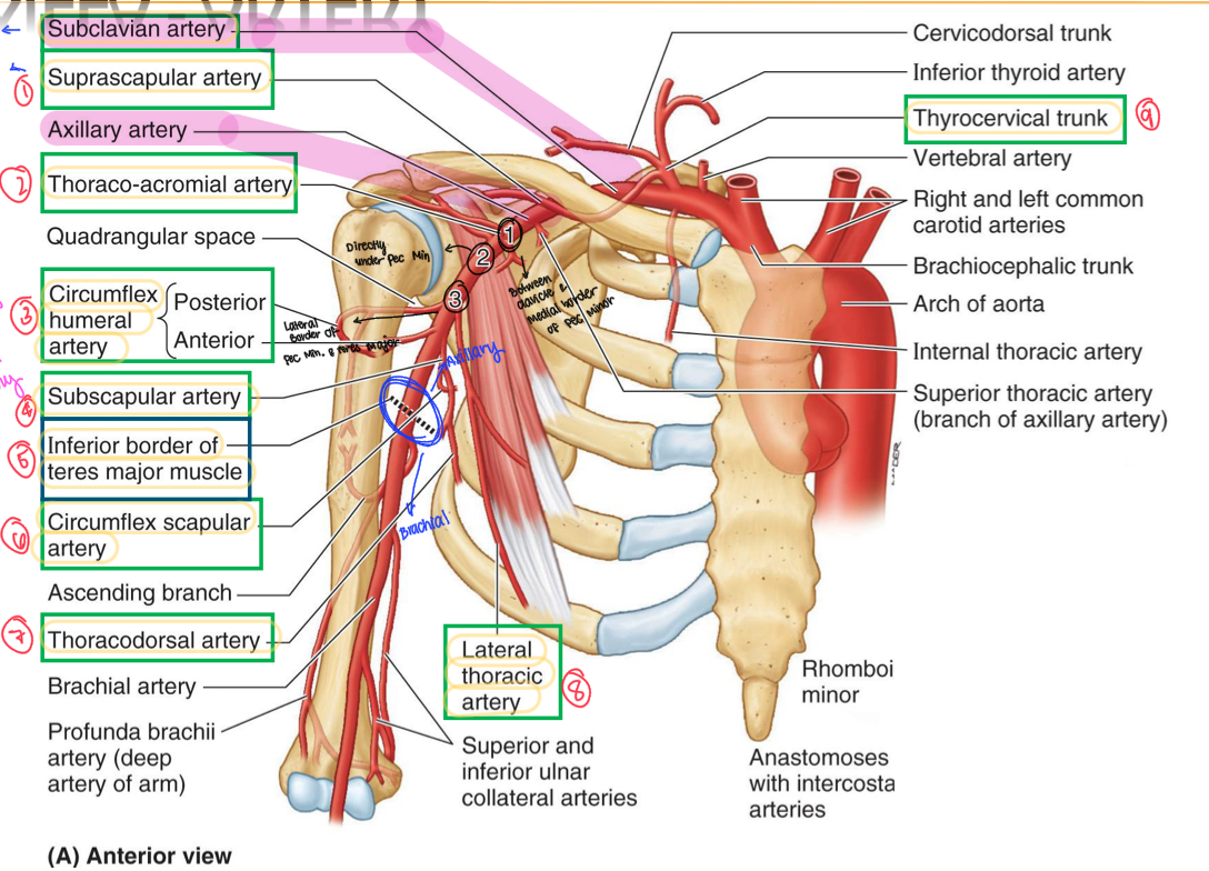 <ol><li><p>Suprascapular artery</p></li><li><p>Thoracoacromial artery</p></li><li><p>Circumflex humeral artery</p></li><li><p>Subscapular artery</p></li><li><p>Inferior border of teres major</p></li><li><p>Circumflex scapular artery</p></li><li><p>Thoracodorsal artery</p></li><li><p>Lateral thoracic artery</p></li><li><p>Thyrocervical artery</p></li></ol>