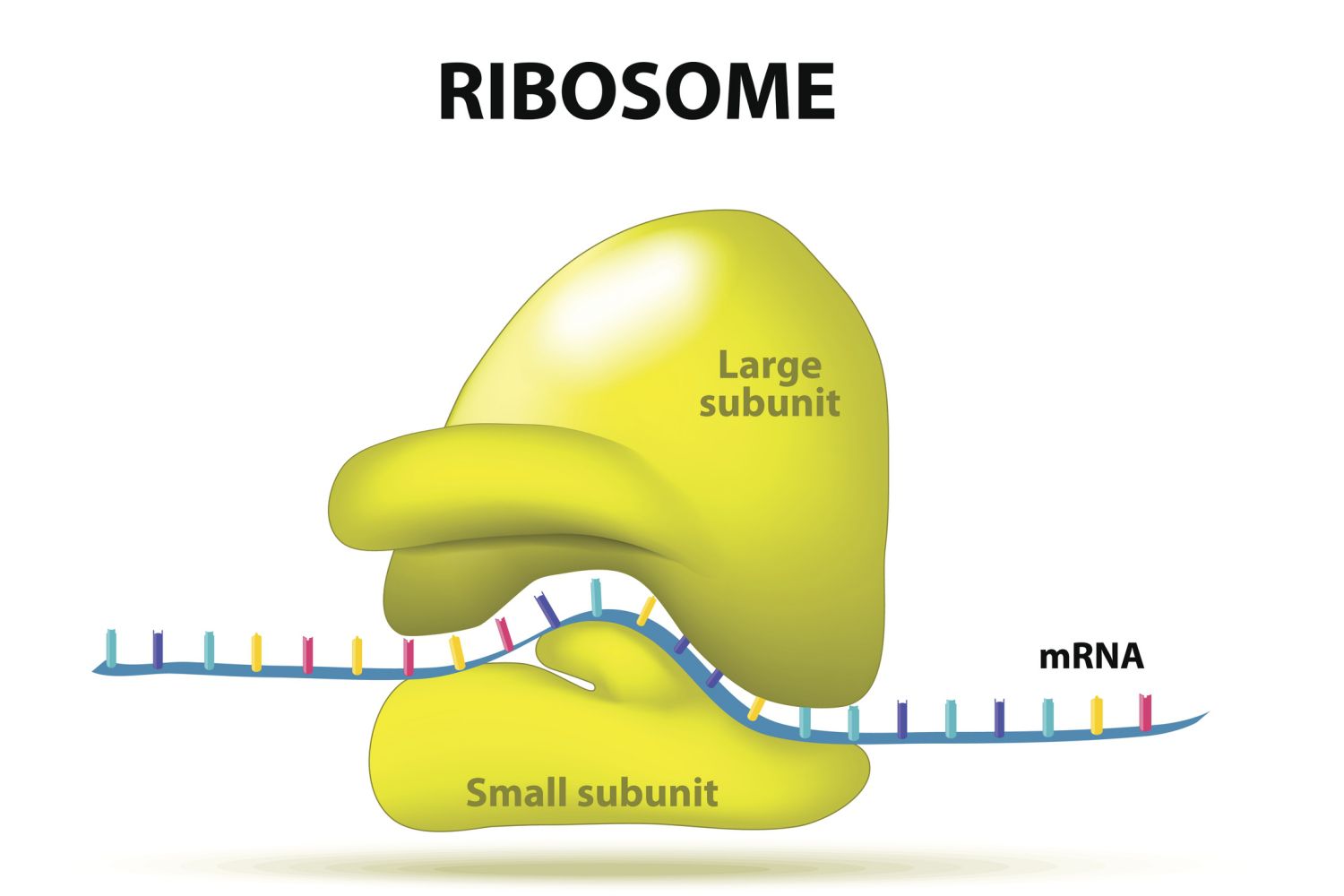 <ul><li><p>består av 2/3 RNA og 1/3 protein</p><ul><li><p>to kuleformede proteinmolekyler med rRNA i hver enhet</p></li><li><p>mRNA kobles til et ribosom i cytosol som forblir eller festes til ER</p></li></ul></li><li><p>har betydning for proteinsyntese (aminosyrer bygges til polypeptider (kjeder av aminosyrer) og videre til proteiner)</p></li><li><p>produserer proteiner ved å oversette sekvensen i mRNA (budbringer RNA som inneholder oppskriften for proteiner)</p></li><li><p></p></li></ul><p></p>