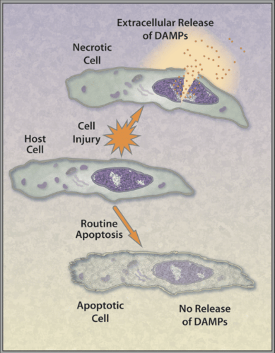 <p>damage associated molecular patterns. Released from dying cells, indicating tissue damage</p>