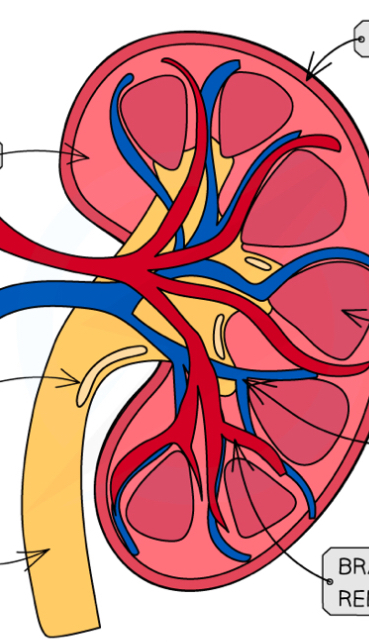 <p>Cross section of kidney </p>