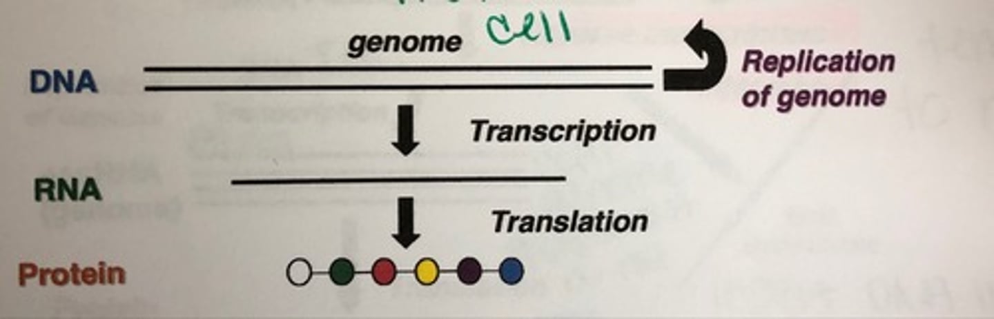 <p>virus nucleic acids and proteins are made by the host cell metabolism, which is being redirected by the virus</p>