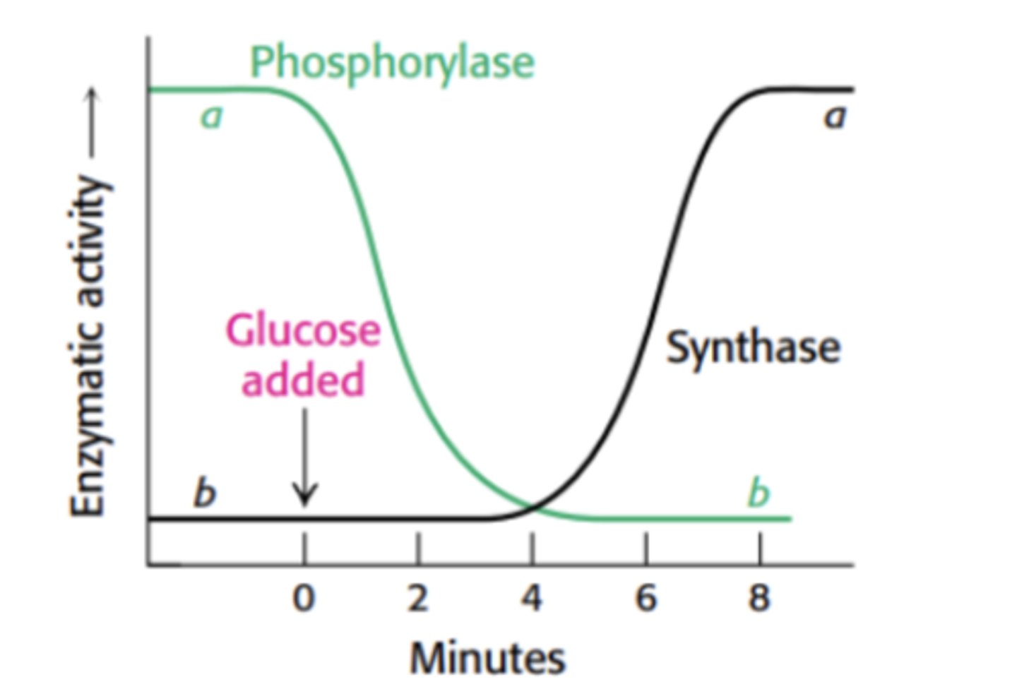 <p>Glycogen synthase activity increases after glucose is added, reversing the effect within minutes.</p>