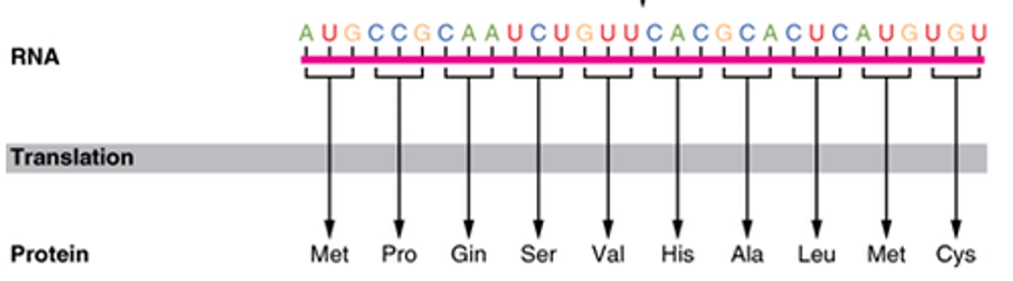 <p>If the Coding Strand is Given: Write the RNA sequence by replacing T → U.<br>If the Template Strand is Given: Write the RNA sequence by pairing complementary bases (A → U, T → A, C → G, G → C).</p>