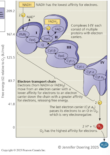 <ul><li><p>a collection of protein complexes within the inner membrane of the mitochondrion</p><ul><li><p>each component becomes reduced when it accepts e- from its&nbsp;“uphill” neighbour since its EN is less uphill</p></li><li><p>the transporters then return to the oxidized state and returns to the cycles to pick up more electrons</p></li></ul></li></ul><p></p>