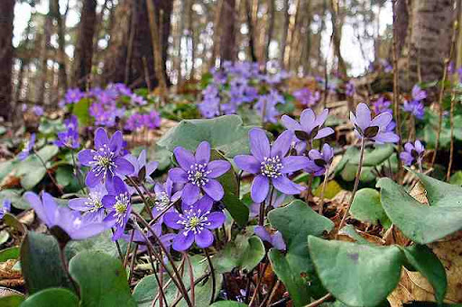 <p>jaterník podléška</p>