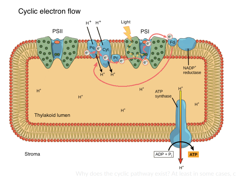 <p>Electrons looping back through PS1 rather than ending up in NADPH and contributing to the reduction of NADP+. In this process the electrons repeatedly go back to an earlier stage of the electron chain going down to PS1 (however not as early as going back to PS2) and as a result continue to drive proton pumping inside the thylakoid lumen.</p><p>This usually occurs when the ratio of NADPH to NADP+ is too high and there is too much NADPH such that making more would be a waste and it would be more beneficial to wait until the existing molecules are used up by the Calvin cycle.</p>