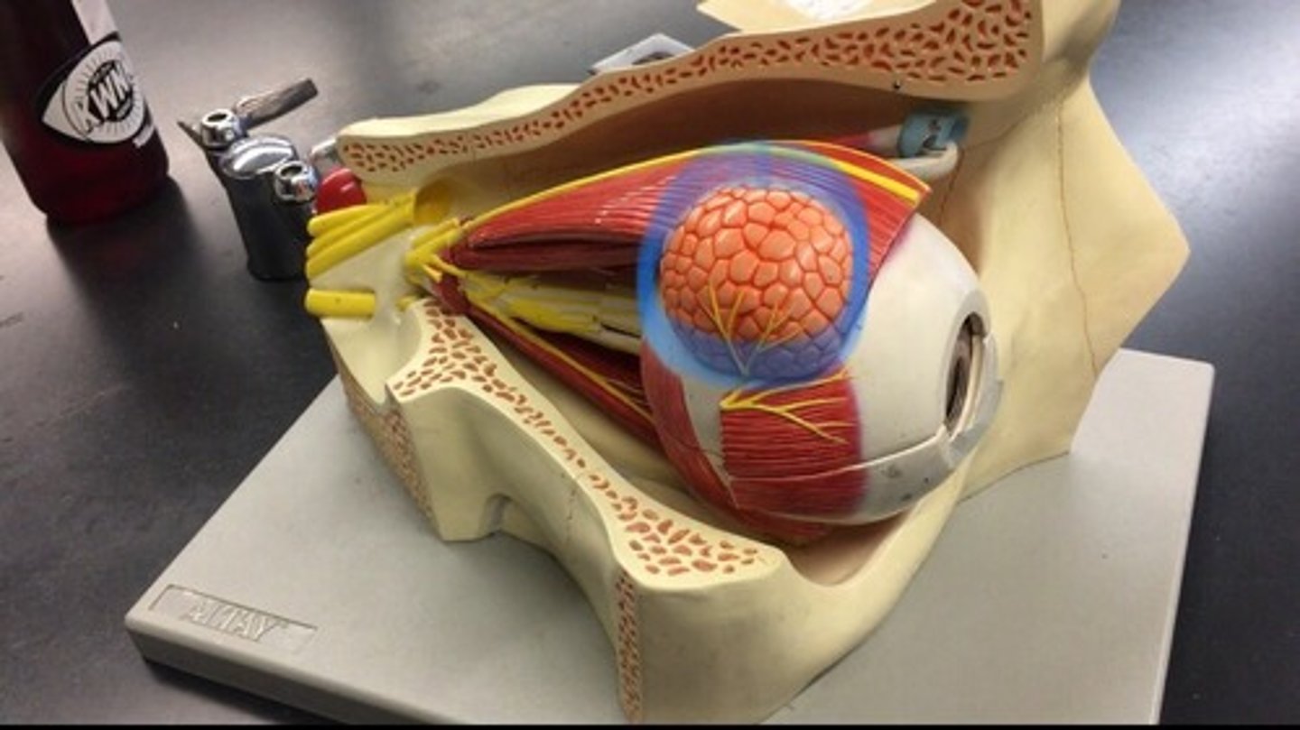 <p>Found in the upper lateral region of each orbit. In lacrimal fossa of the orbit formed by the frontal bone.</p>