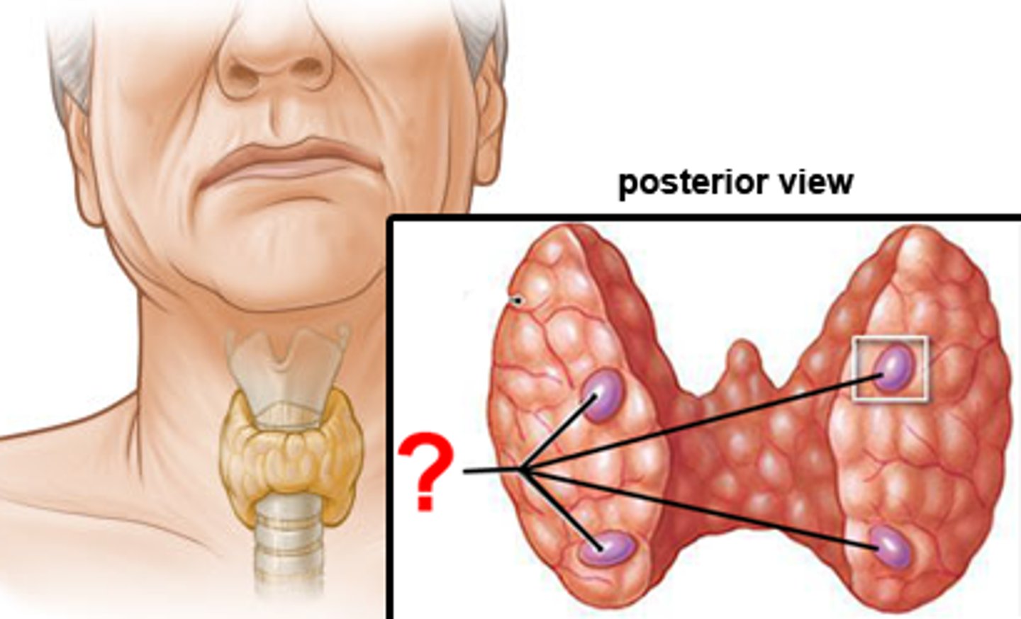 <p>Where do the Parathyroid Glands originate from?</p>
