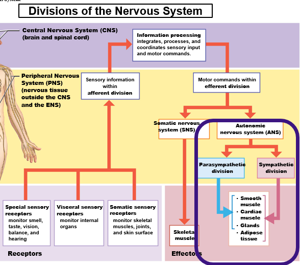 <p>Integrative (Reflex Actions)</p><ul><li><p>Neurons comparable to upper motor neurons in the SNS (Skeletal Muscles)</p></li></ul><p></p>