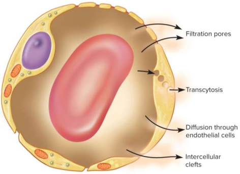 <p>Transcytosis</p>