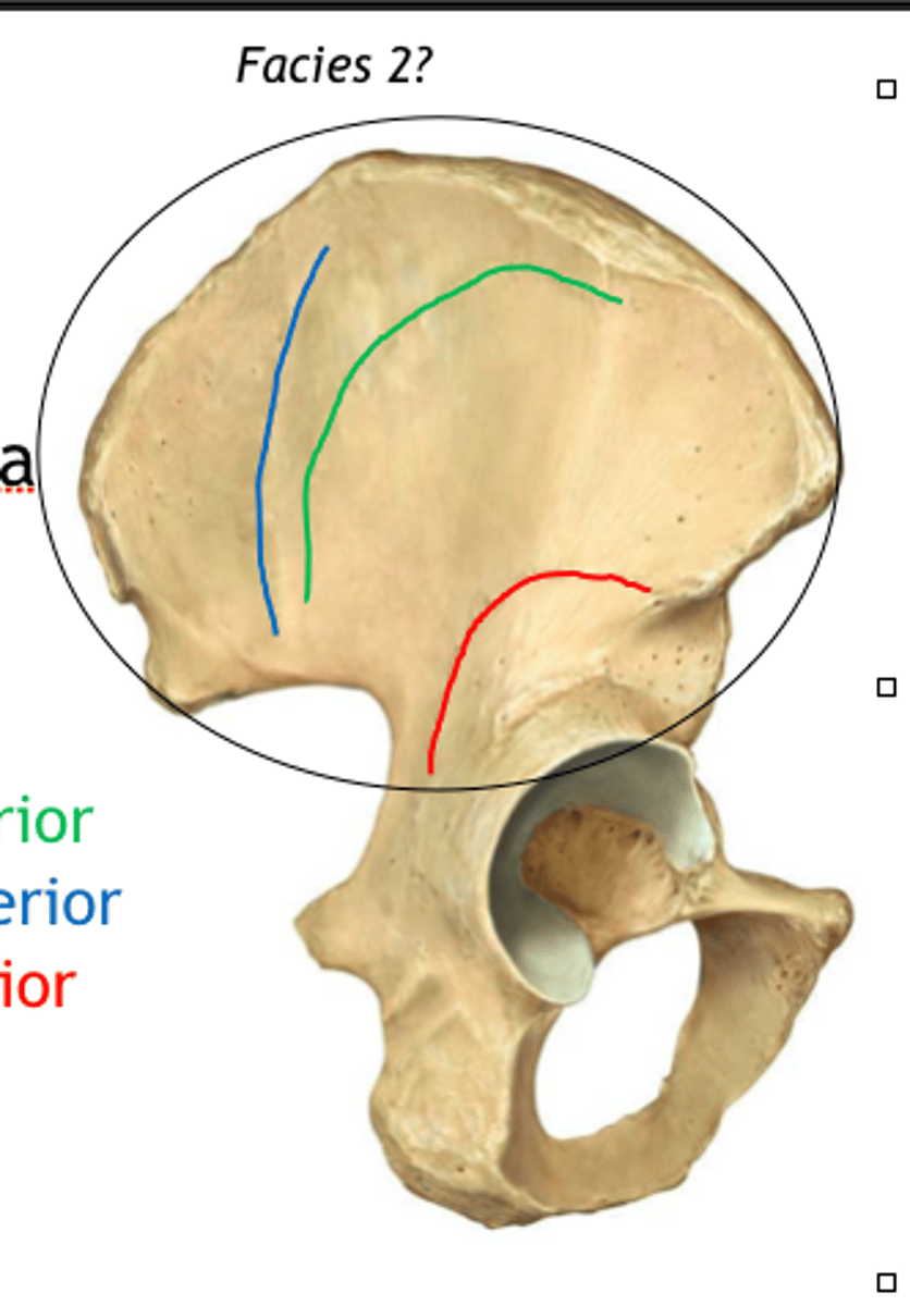 <p>linea glutea (yra užpakalinė, priekinė ir apatinė) (posterior, anterior, inferior)</p>