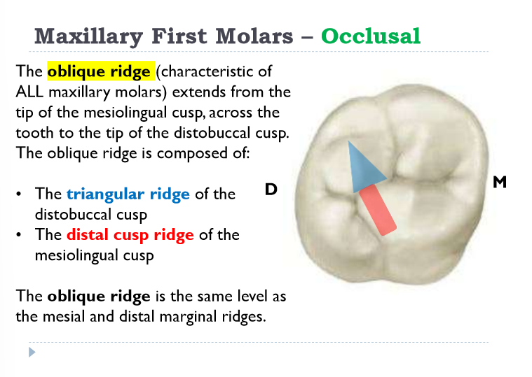 <p>-Triangular ridge of the DistoBuccal cusp (Think: Touch Down Baby!)</p><p>-Distal cusp ridge of the Mesiolingual cusp (Think: DM = dark magic)</p>