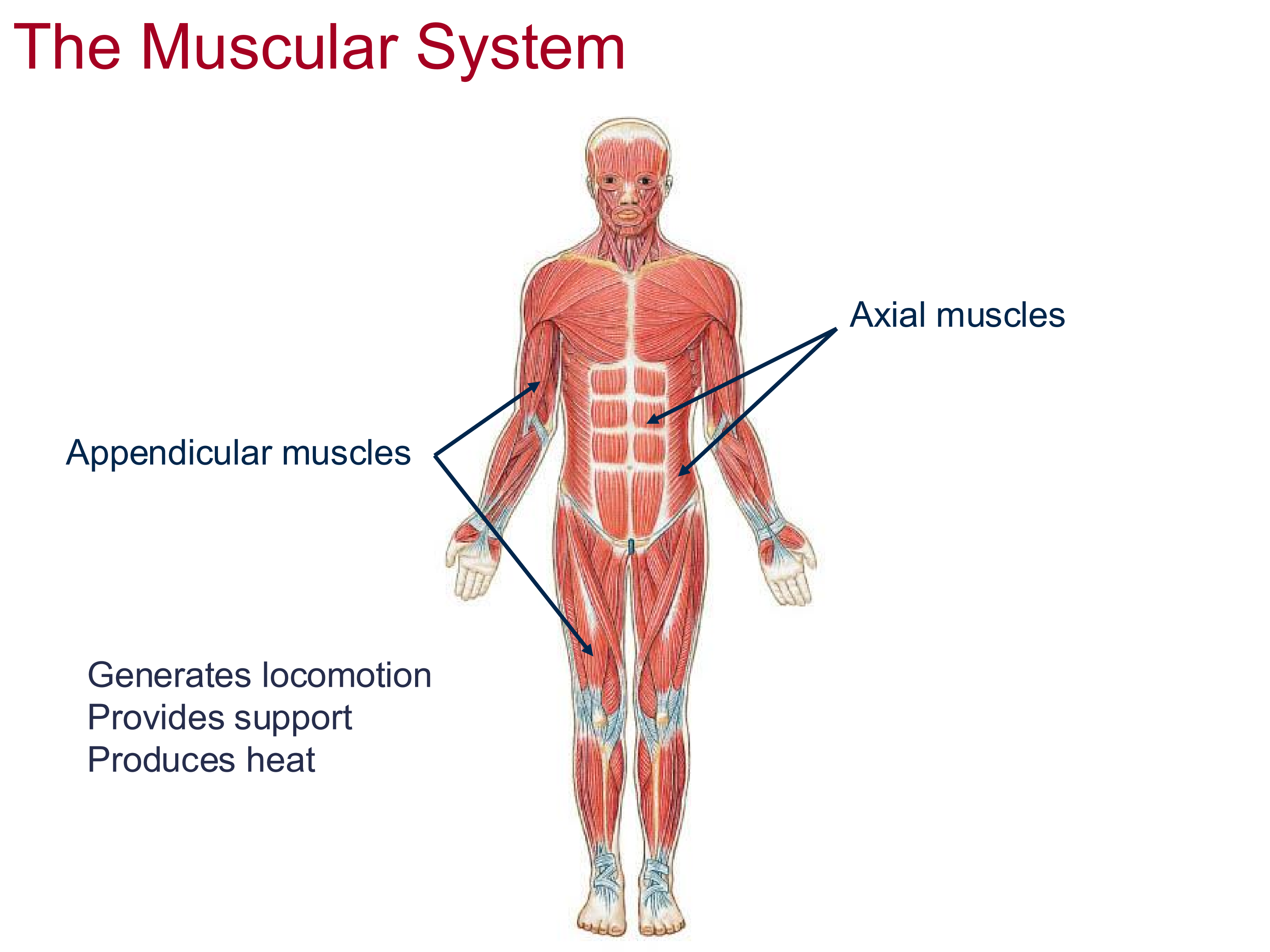 <ul><li><p>Axial muscles = core muscles</p></li><li><p>Appendicular Muscles = move the appendages</p></li></ul><p></p>