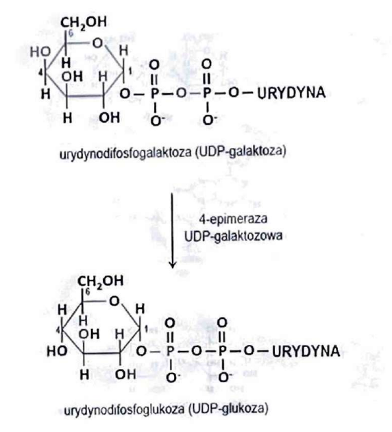 <p>(Izomerazy)</p><p>Zmienia konfigurację wokół jednego atomu węgla.</p>