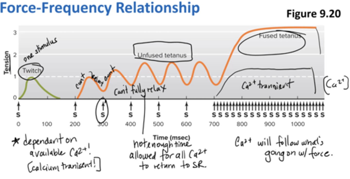 <p>dependent on available calcium (calcium transient)</p><p>unfused tetanus = not enough time allowed for all calcium to return to SR (can't fully relax)</p><p>fused tetanus = calcium will follow what's going on w/ force </p>