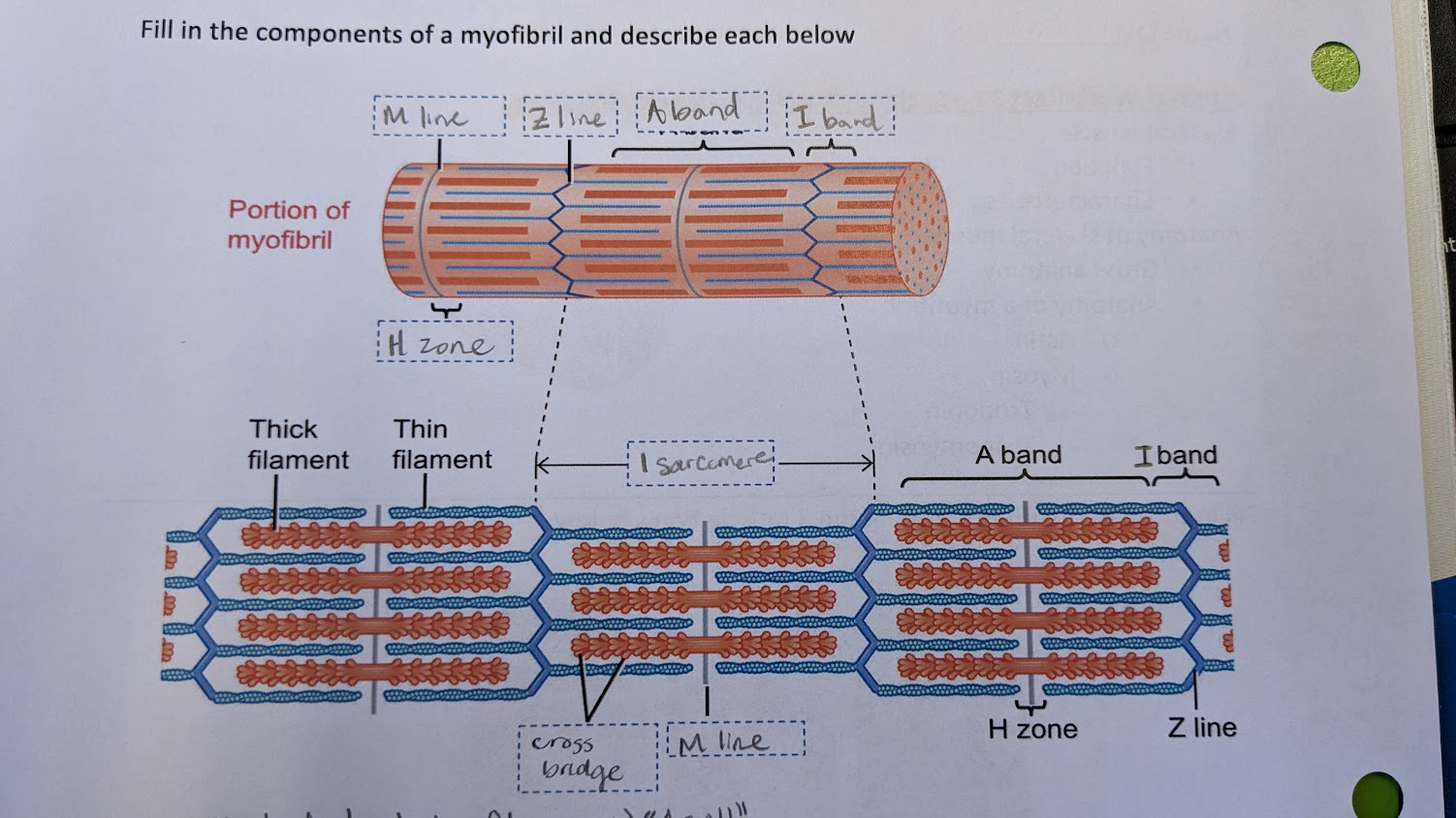 <p>-protein strand holds thick fil. together</p><p>-protein in a vertical line</p><p><span style="color: red">“M = middle” since it’s in the middle of the sarcomere</span></p>