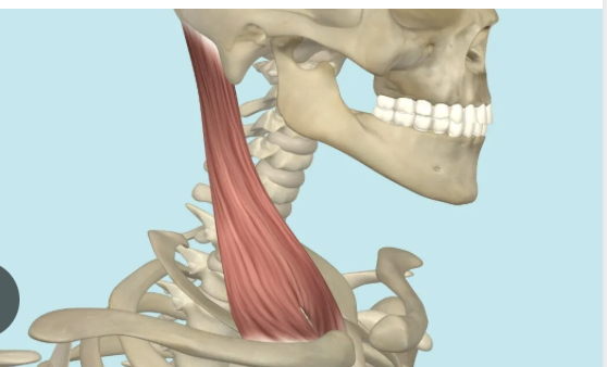 <p>Origin: Sternum and clavicle</p><p>Insertion: Mastoid process (temporal) nuchal line (occipital)</p><p>Action: Activate both for 'yes' or 'no' motion.</p>