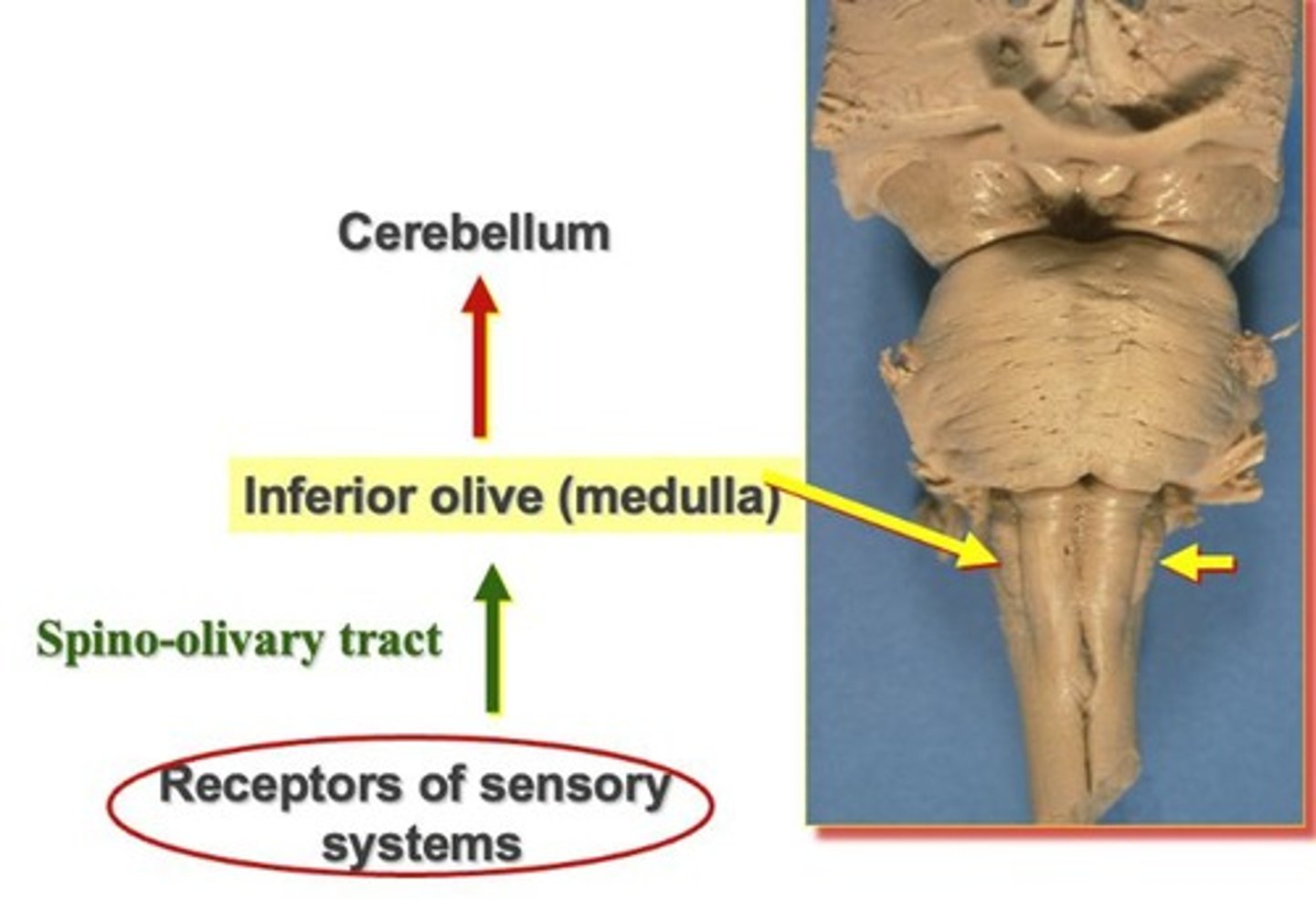 <p>Starts at receptors of sensory systems that give information about muscles, travels in the spino-olivary tract, travels to inferior olive of medulla (lateral), information travels to cerebellum to modulate motor activity by the sensory input.</p>