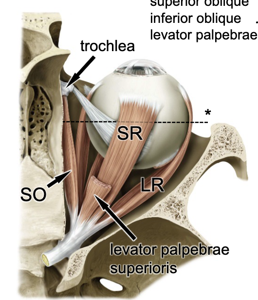 <p>anterior</p>