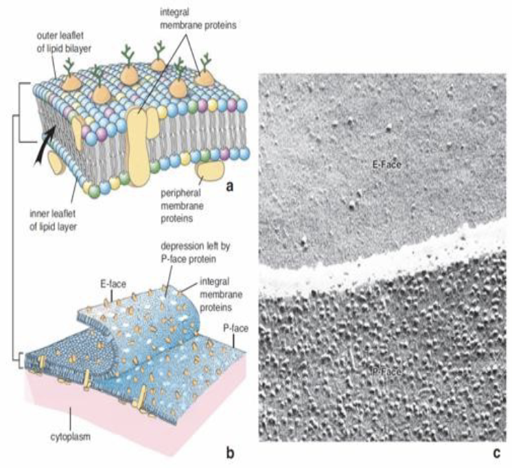 <ul><li><p>the “mosaic” nature of cell membrane</p></li><li><p><span>technique used in electron microscopy to visualize the internal structure of biological samples, especially cell membranes</span></p></li></ul><p></p>