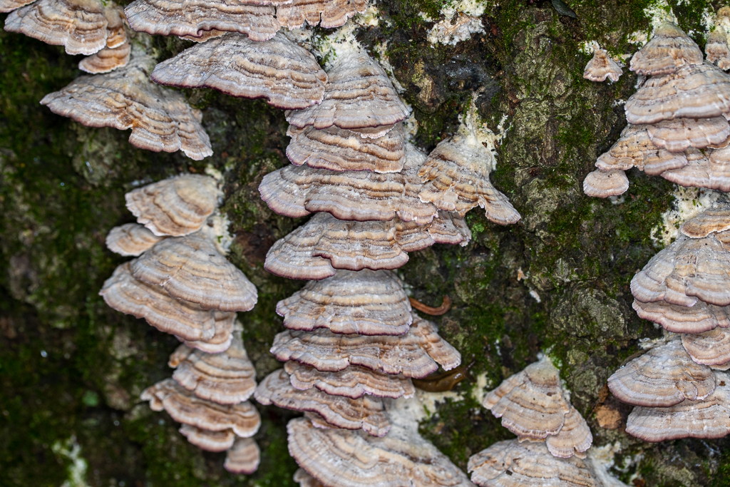 <p>What fungus is this? (Common name)</p>