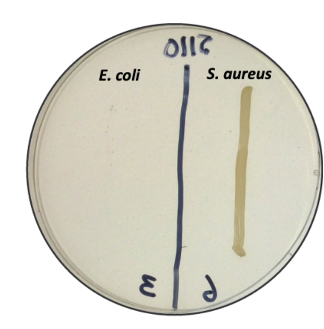 This plate medium contains gelatin because some strains of S. aureus can produce gelatinase. Sodium chloride helps to inhibit other microbes. Lactose and mannitol are added as nutritional sugars.
