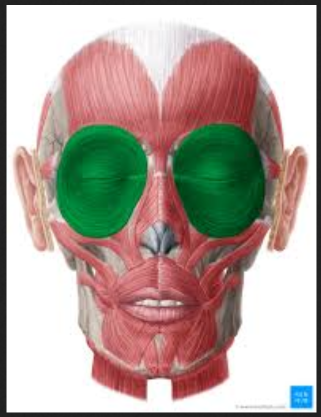 <p>Muscle of the face, head, and neck:</p><p>Orbicularis oculi</p>