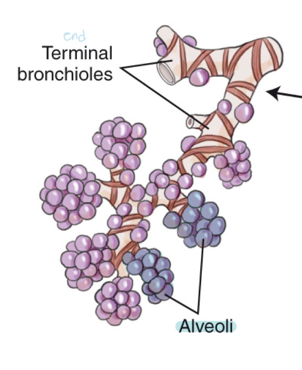 <p>Tiny air sacs in the lungs where gas exchange occurs.</p>