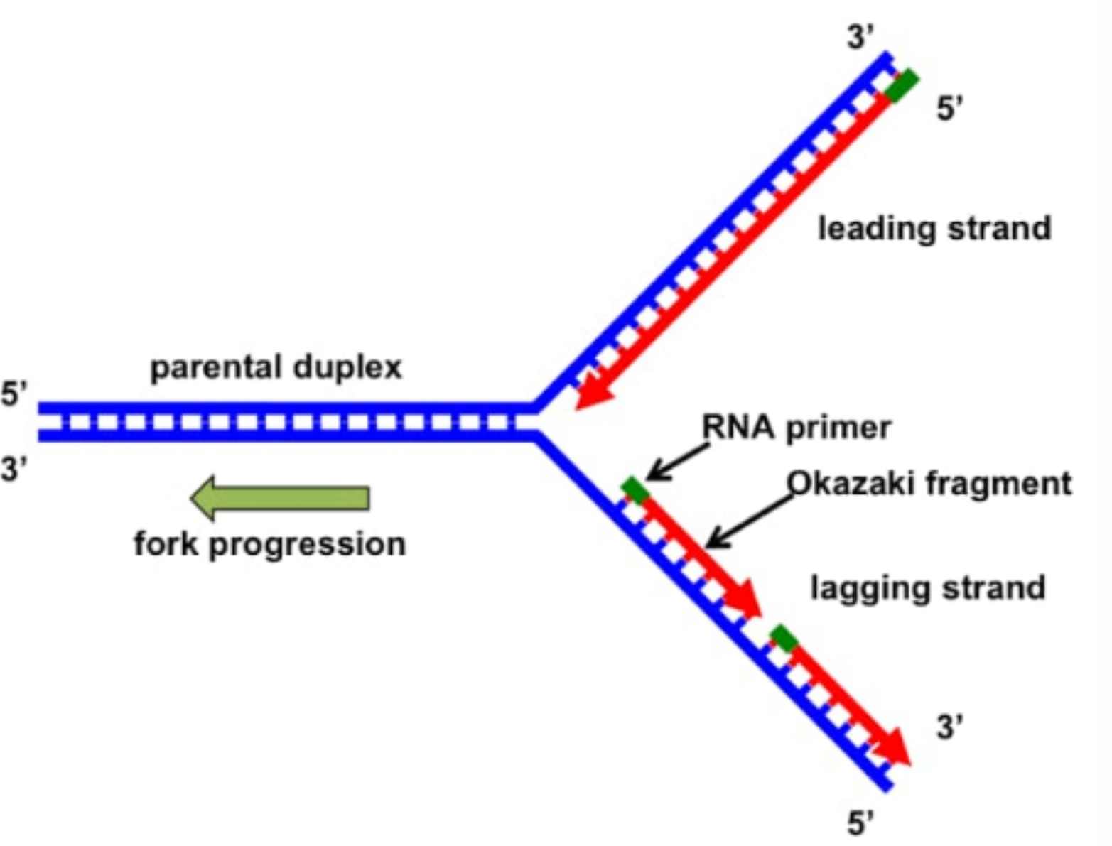 <p>the DNA strand that is made by continuous synthesis in the 5′-to-3′ direction</p><ul><li><p>only one RNA primer needed</p></li></ul><p></p>