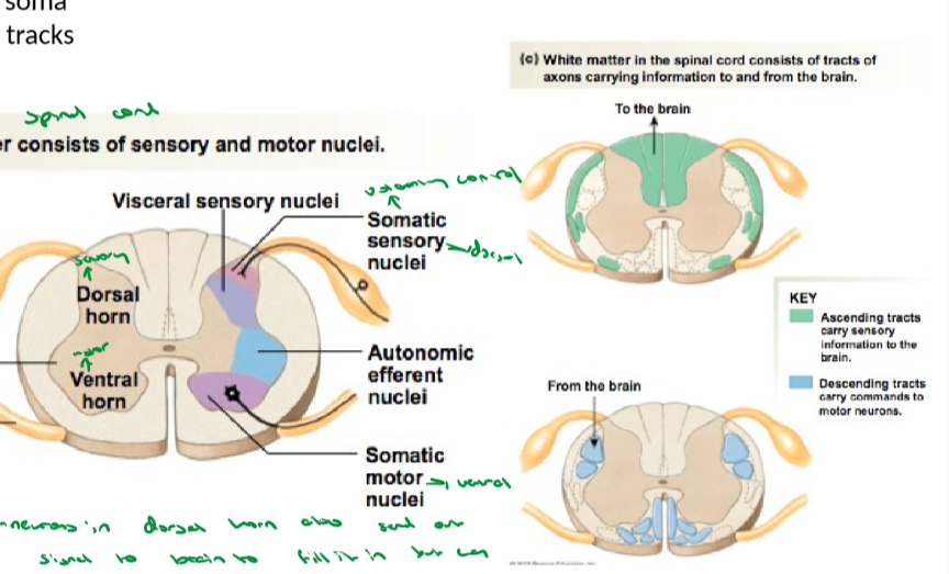 <p>When reflexes or quick responses are happening, this is what takes over and sends it. </p><ul><li><p>The Dorsal root ganglion is a cluster of cell bodies (sensory part) that receives stimuli and sends this information to the brain (late) to fill it in but it sends a direct signal to the dorsal horn in teh spinal cord which goes to the… (see below)</p></li><li><p>The ventral horn which is a motor  neuron that sends signals out through the ventral root. </p></li><li><p>the lateral horn is in the middle and is a part of the fight or flight response. This is close to either root or horn depending on what you want to do </p></li><li><p>The horns are the somas and cell bodies and the roots and everything else are tracks. </p></li></ul><p></p>