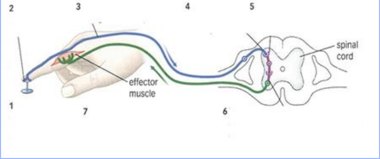 <p>The <strong>gland releases a hormone</strong></p>
