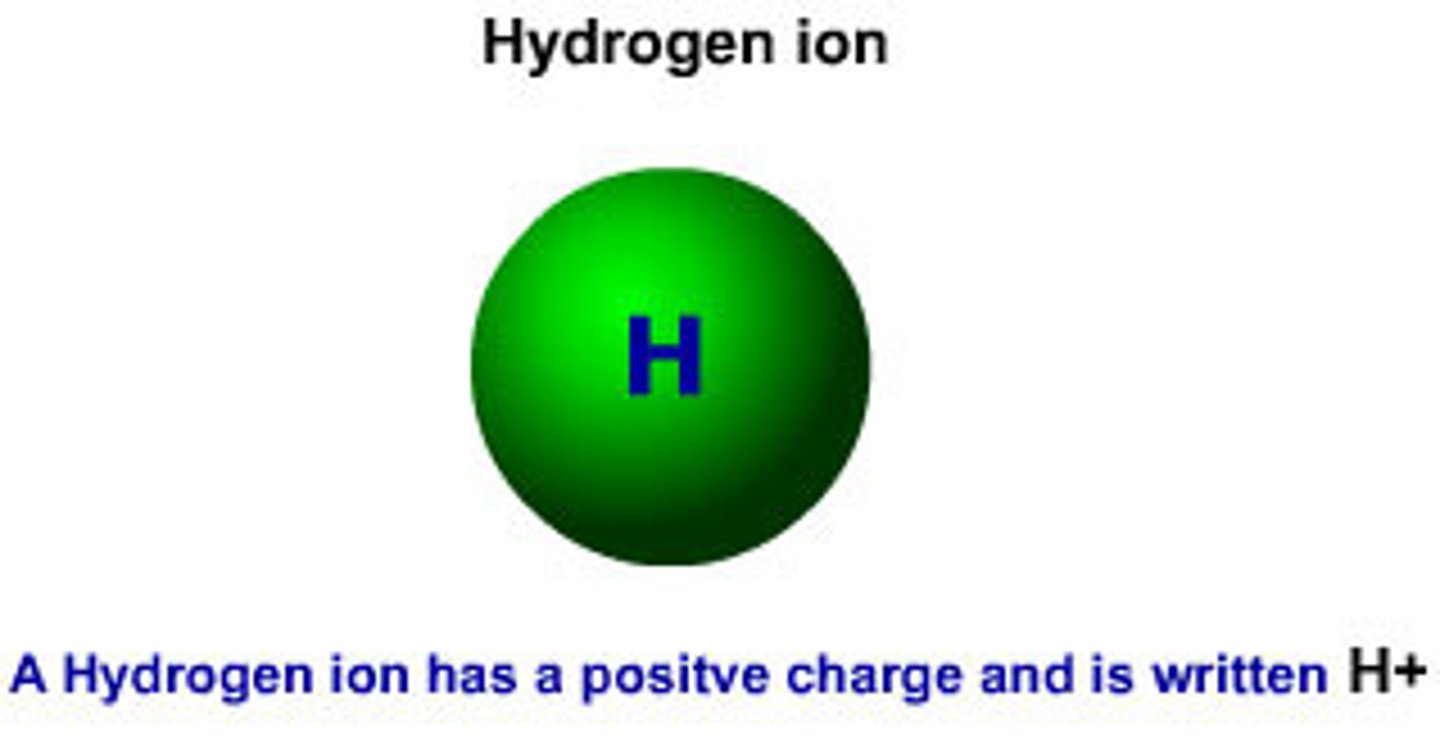 <p>hydrogen ion; when H+ ions outnumber the OH- ions a solution is acidic.</p>