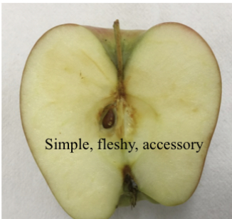 apple