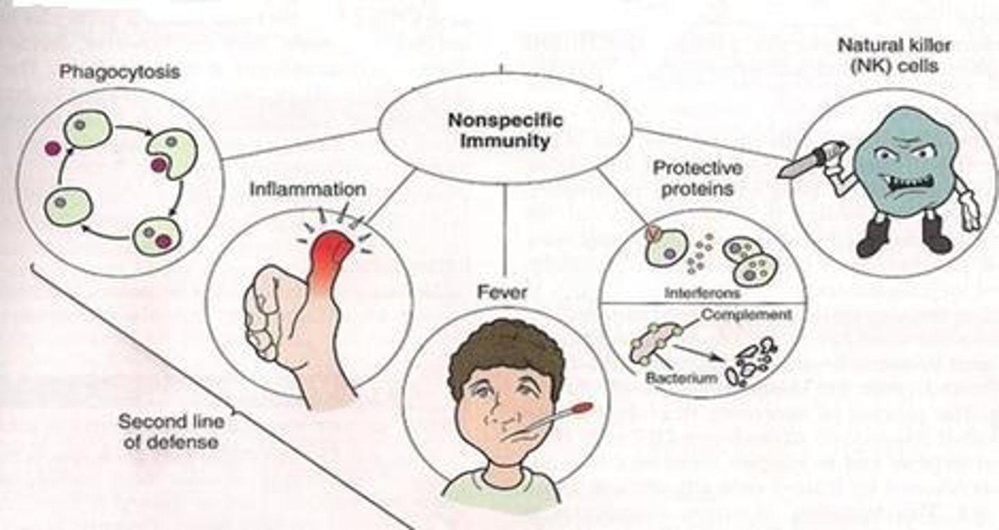 <p>Nonspecific immune responses that act when pathogens penetrate surface barriers, including phagocytes and natural killer cells.</p>