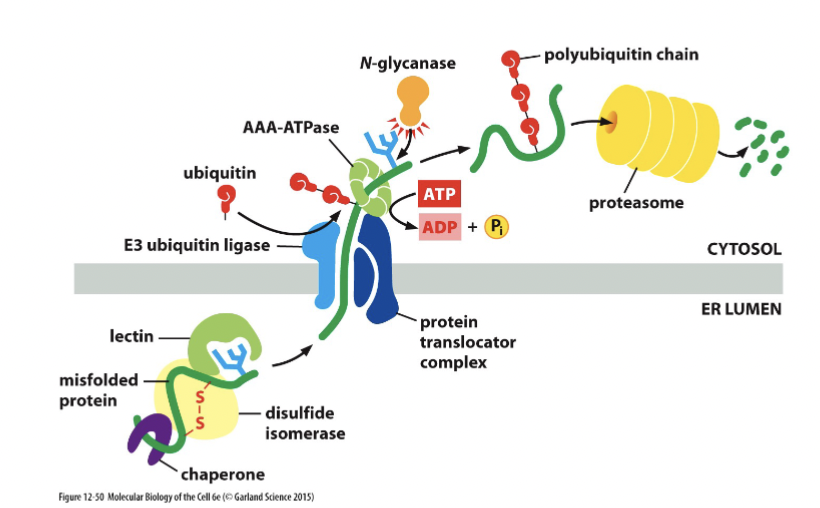 <p>the proteasome degrades misfolded ER proteins. Stress response monitors how many misfolded proteins there are in the ER, and cancers are shown to be more aggressive if there is a higher concentration of … </p>