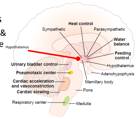 <p>Respiratory and Cardiac Centres and Blood Vessels</p>