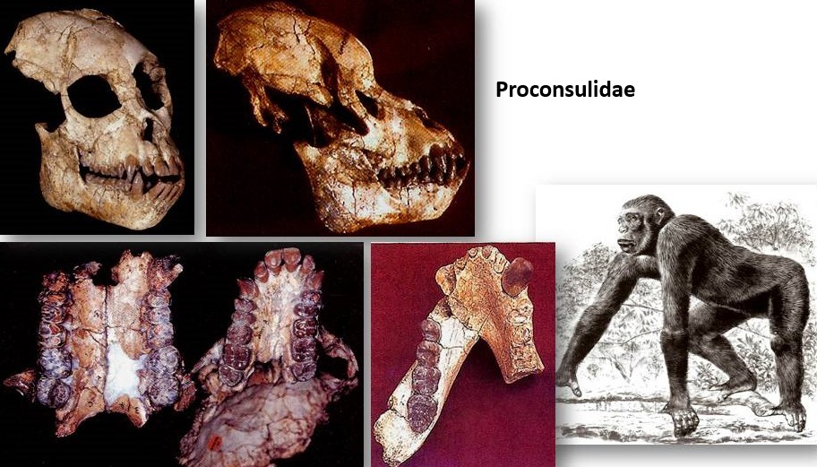 <ul><li><p>Y-5&nbsp;molar</p></li><li><p>Wide&nbsp;nasal base</p></li><li><p>Small face relative to brain size (when viewed in profile)</p></li><li><p>Suspensory, NO tail</p></li></ul><p></p>