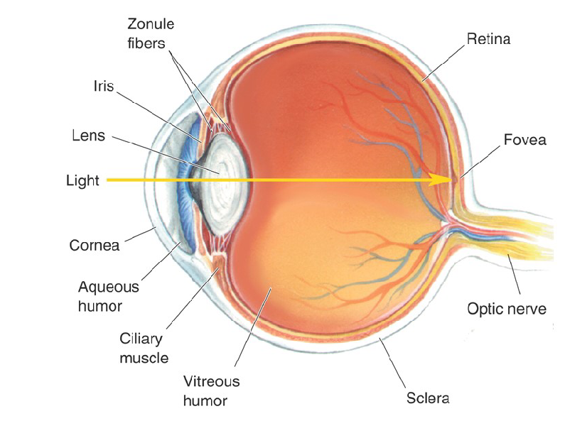 <p>Retina has a several layers of cells distributed across the inside of the eyes</p>